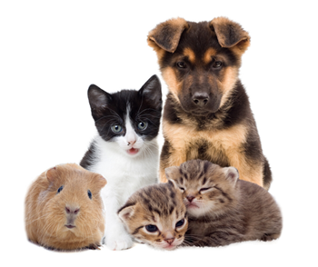 Dog, cats and rabbit image
